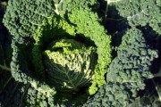 沃柑果上青苔怎么處理(沃柑內壁發綠還能吃嗎?) 沃柑果上青苔怎么處理(沃柑內壁發綠還能吃嗎?)