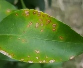 柑橘種植病害管理技術_四環素與什么藥配治柑橘黃化