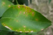 柑橘種植病害管理技術_四環素與什么藥配治柑橘黃化