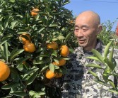 柏泉柑橘種植技術_武漢的水果特產有什么