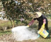種植柑橘蓋地膜技術_柑橘樹凍害后如何處理