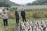 柑橘油茶的種植技術_1500M的山區適宜種什么經濟林