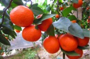 村里柑橘種植技術_柑橘的種植技術是什么