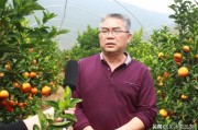 日本柑橘種植土壤新技術_901無核沃柑種植技術