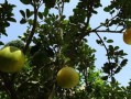 柑橘樹(shù)種植技術(shù)視頻講解（柑橘樹(shù)種植技術(shù)視頻講解教程）