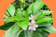 柑橘庭院種植技術視頻講解_農村荒山山腳我建了個小型養殖場