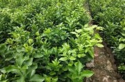 十月份柑橘易發(fā)生的病蟲害_柑橘黑點病該如何防治