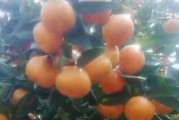 南寧柑橘苗種植技術(shù)_廣西8月份柑橘生長處于什么階段