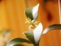 家中為何不能種橘子樹桂花樹原因（家里能不能種橘子樹）