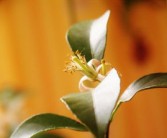 家中為何不能種橘子樹桂花樹原因（家里能不能種橘子樹）
