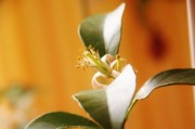 家中為何不能種橘子樹桂花樹原因（家里能不能種橘子樹）