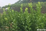 柑橘控旺種植技術和管理_柑橘春梢控旺技術