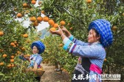 安順柑橘種植技術視頻講解_黃葛樹和黃果樹的區別