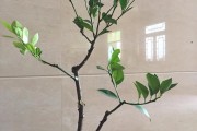 橘子的枝干有什么特點_柑橘葉脈黃是什么原因