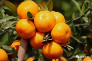 陽春柑橘種植技術_什么葡萄酒好喝