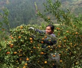 柑橘種植技術畝產量_沃柑種植需要的海拔