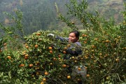 柑橘種植技術(shù)畝產(chǎn)量_沃柑種植需要的海拔