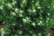 柑橘種植技術(shù)計(jì)劃書_默科特水果柑桔種植前景 柑橘種植技術(shù)計(jì)劃書_默科特水果柑桔種植前景