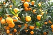 柑橘常見病蟲害防治措施_柑橘花期花少稍多怎么辦 柑橘常見病蟲害防治措施_柑橘花期花少稍多怎么辦