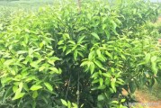 柑橘2月份種植技術_柑橘樹苗什么時候種植最好