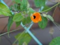柑橘開花打藥（柑橘開花打什么藥）