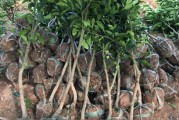 山地柑橘種植管理技術_哪種地形不適合柑橘園