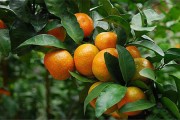 一棵柑橘種植技術(shù)_柑橘在什么時候嫁接 一棵柑橘種植技術(shù)_柑橘在什么時候嫁接