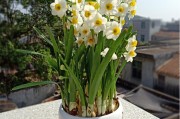 橘子樹(shù)花苞圖片_如何讓橘子樹(shù)開(kāi)花結(jié)果