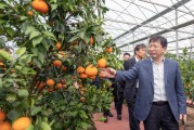 柑橘農(nóng)場種植技術_如何做到在一年內(nèi)開花掛果兩次