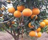 紅貢美人柑橘種植技術_紅美人柑橘升糖指數