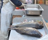 魚內臟可以增加柑橘甜度嗎視頻（魚內臟魚肝可以吃嗎）