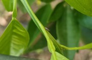 柑橘種植技術與管理視頻_柑橘農資進入洗牌階段