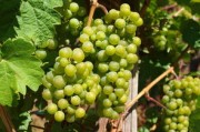 川津1號柑桔一畝地種植密度解析：科學栽培與高產指南