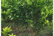 春季春見柑橘種植技術_澄邁福橙十大品種