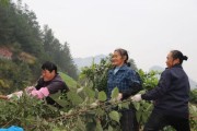 仁懷柑橘種植技術_世界上最好的蒸餾酒是什么酒