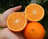 重慶柑橘如何種植技術與管理_2021年南方桔子的產量