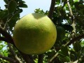 廣西柑橘面積近年種植規模變化與區域發展分析