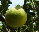廣西柑橘面積近年種植規模變化與區域發展分析