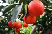 萬州柑橘種植技術_四川紅袍柑學名叫什么