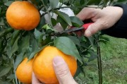 柑橘春見(jiàn)種植技術(shù)圖解_我國(guó)柑橘哪種銷售量最好