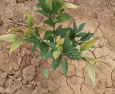 柑橘脫毒方法_還有哪些適合種植的經濟作物