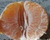 脫毒柑橘苗是什么意思_果樹(shù)怎樣能降低種植成本