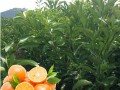柑橘花芽分化期什么時間打藥合適（柑橘花芽分化對溫度的要求）