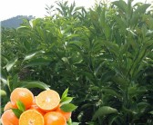 沃柑2月中旬開花正常嗎（沃柑幾月摘不影響來年開花）