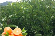 沃柑2月中旬開花正常嗎（沃柑幾月摘不影響來年開花）