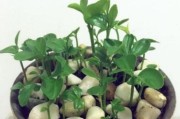 柑橘盆栽種植技術_江南盆栽水果
