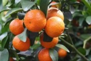 三農種植柑橘技術_2021年云南柑橘種植面積