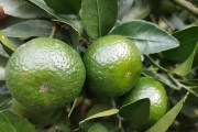 柑橘的主要病蟲(chóng)害防治技術(shù)_柑橘種植遇到的4病8害 柑橘的主要病蟲(chóng)害防治技術(shù)_柑橘種植遇到的4病8害