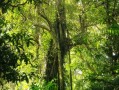 河南適合種植哪些橘子樹（河南能種植桔子樹嗎）