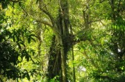 河南適合種植哪些橘子樹（河南能種植桔子樹嗎）